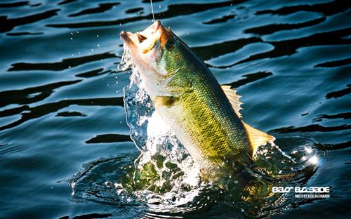 bass 