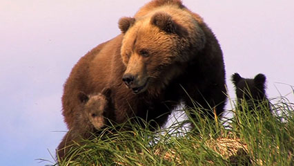 bear 2 bear 2