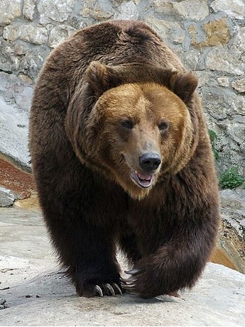 Bear Bear