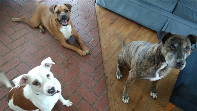 puppies puppies