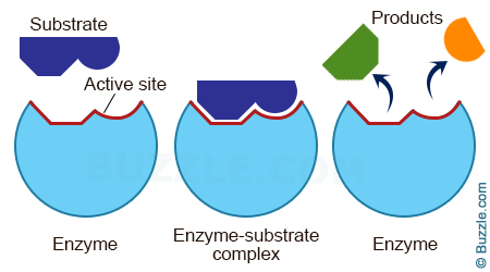 Enzyme Substrate Complex Enzyme Substrate Complex