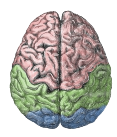 Psychology 