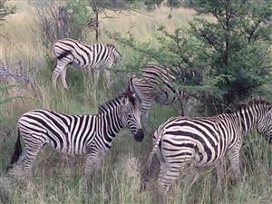 Zebras 