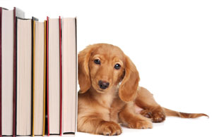dog with books 
